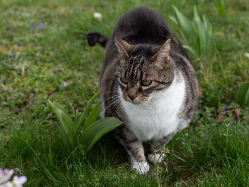Passionnée d'animaux prête à promener et m'occuper de vos boules de poils