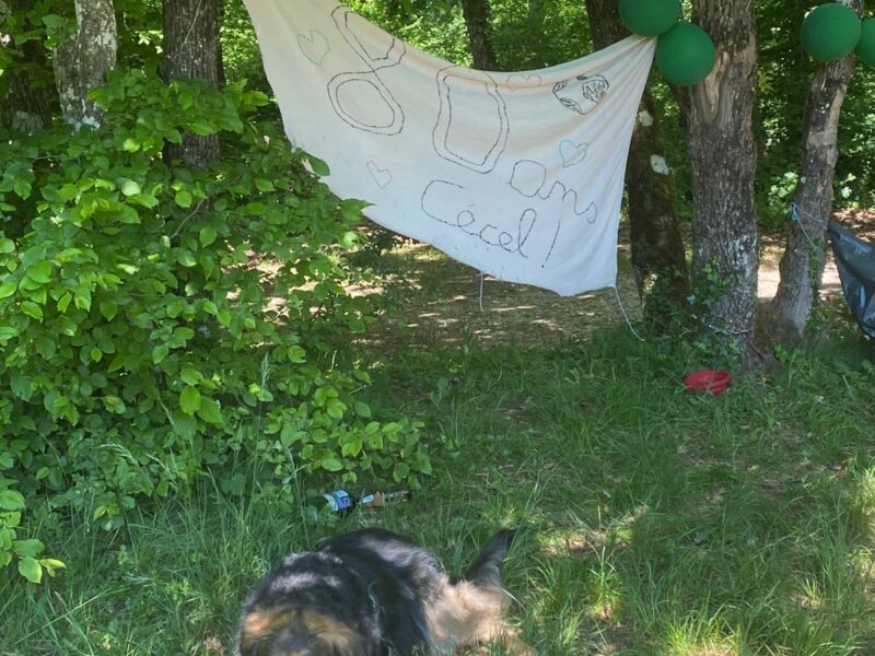 Passionnée d'animaux prête à promener et m'occuper de vos boules de poils