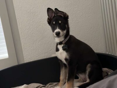 Cherche petsitter