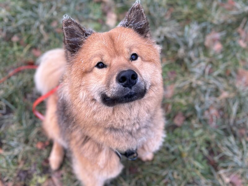 Balade canine