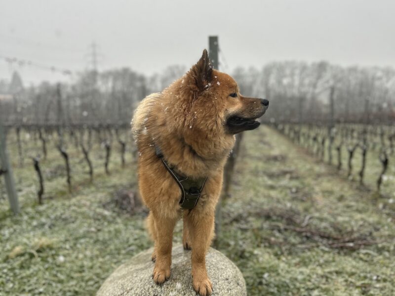 Balade canine