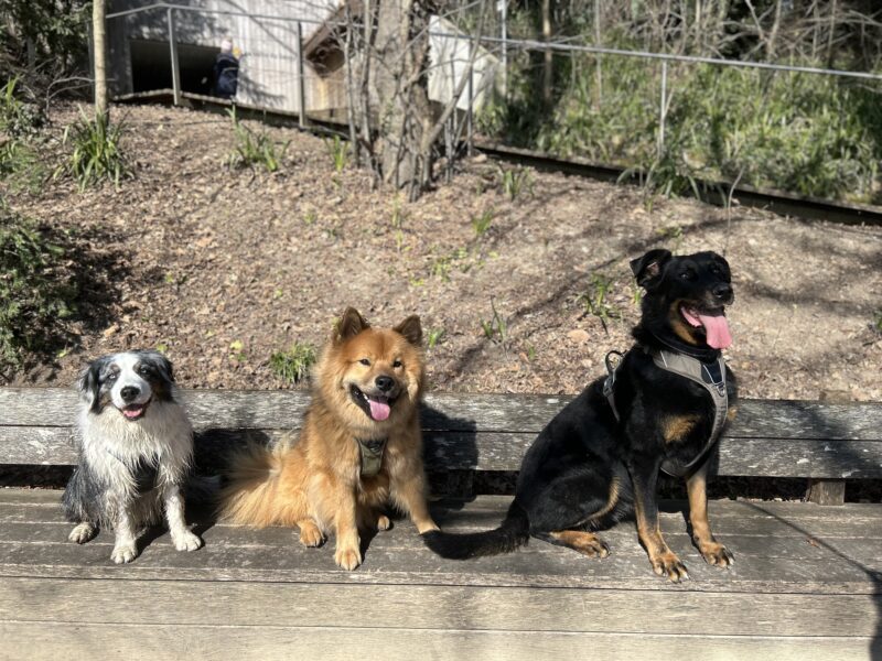 Balade canine