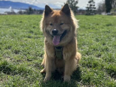 Balade canine