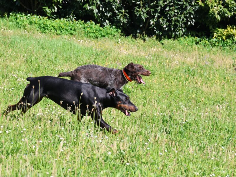 Balade canine