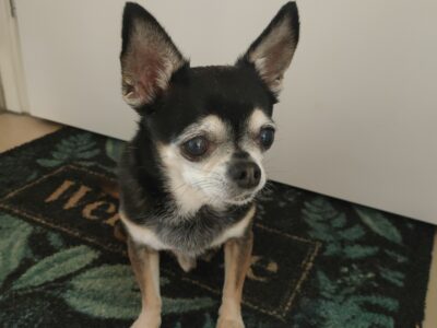 Cherche pet-sitter à Cheseaux