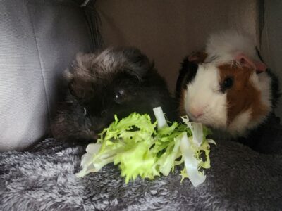Cherche petsitter pour DARK et CHOUPI