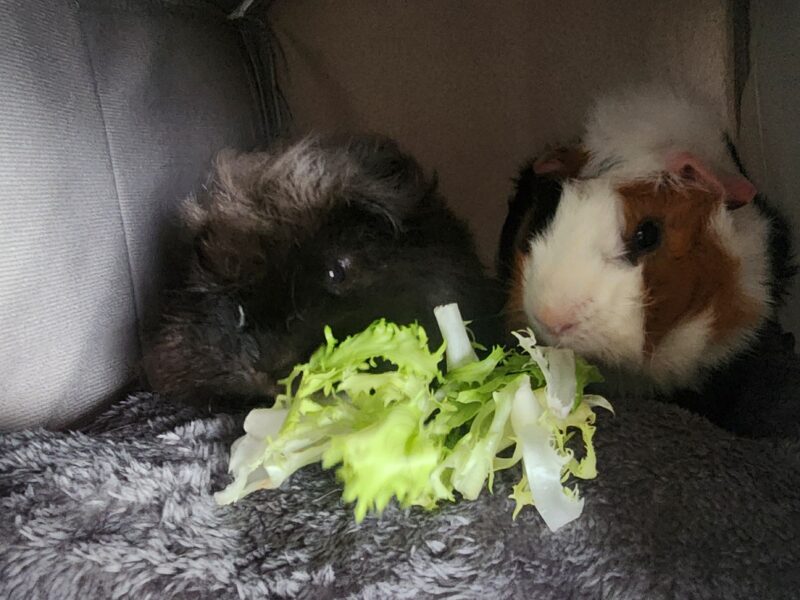 Cherche petsitter pour DARK et CHOUPI