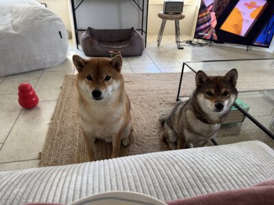 Cherche PetSitter pour nos 2 shibas