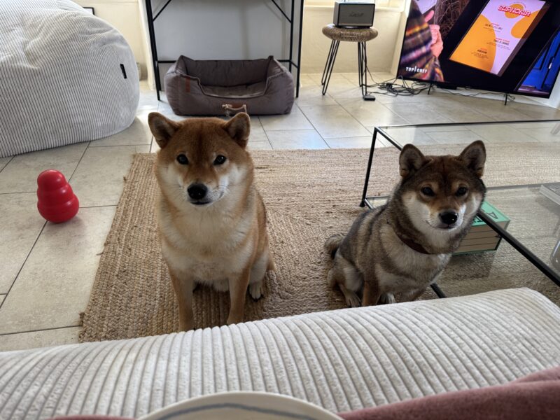 Cherche PetSitter pour nos 2 shibas