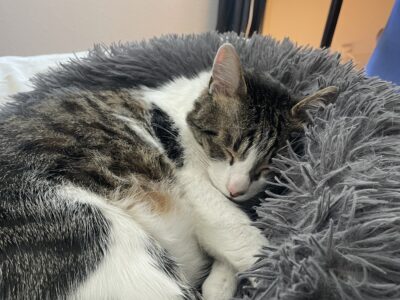Recherche pet sitter