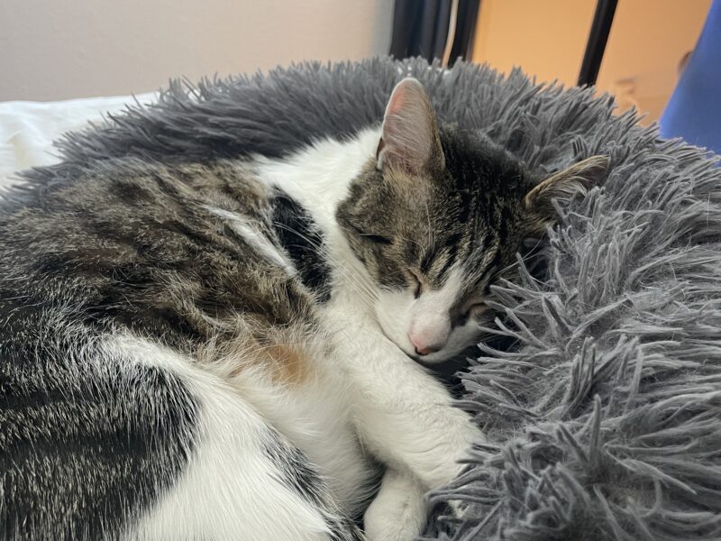 Recherche pet sitter