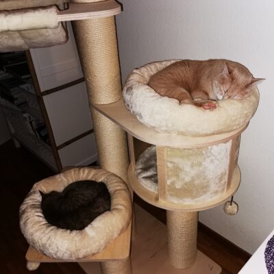 Ambre et Racine