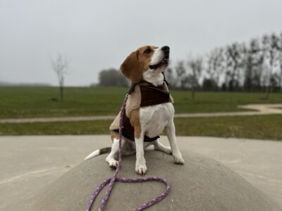 Je garde vos chien avec passion et amour