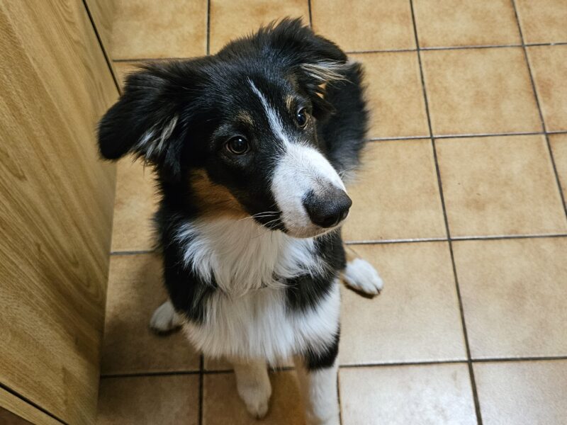 Recherche personne de confiance pour garder notre chiot Myra