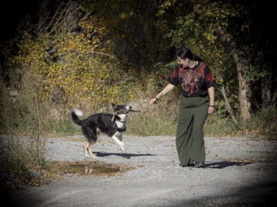 Pet sitter pour vos boules d’amour?