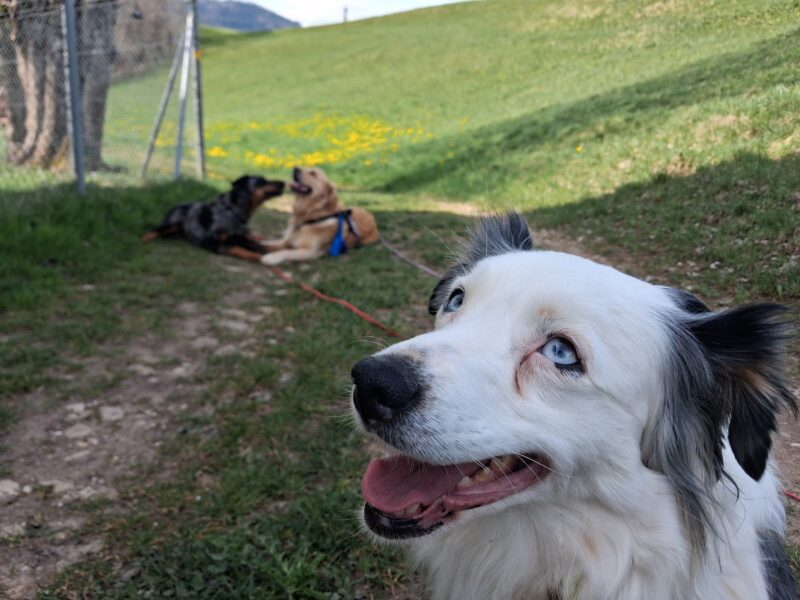 Petsitteuse professionnelle