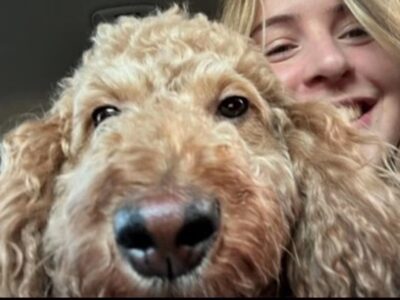 Looking for a pet sitter?
