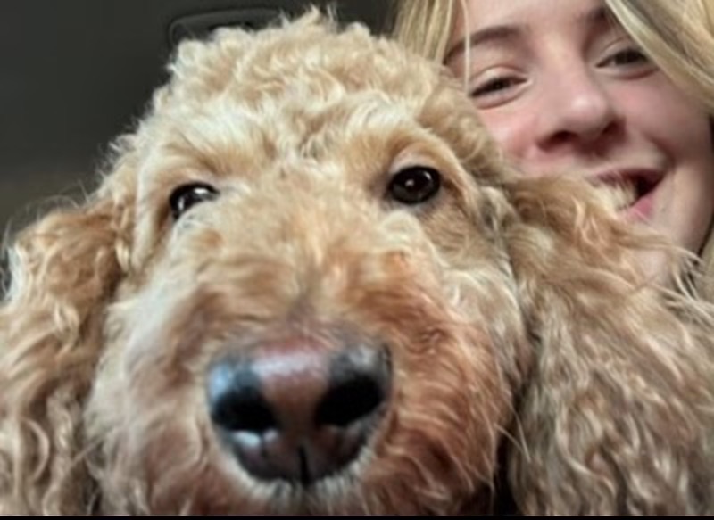 Looking for a pet sitter?
